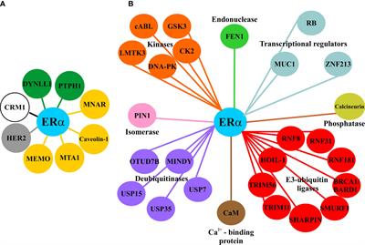 Decoding the Therapeutic Implications of the ERα Stability and Subcellular Distribution in Breast Cancer